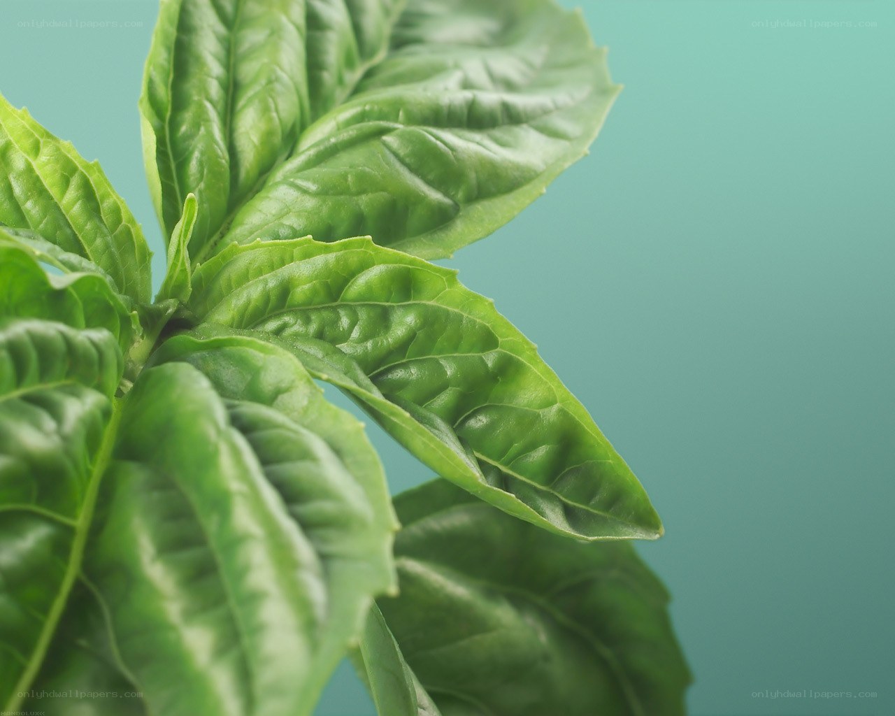 fresh basil leaves close-up