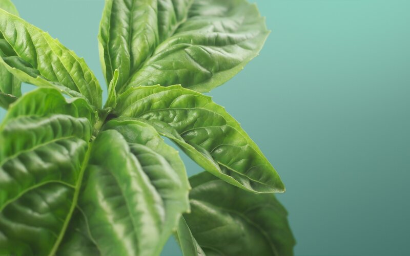 fresh basil leaves close-up