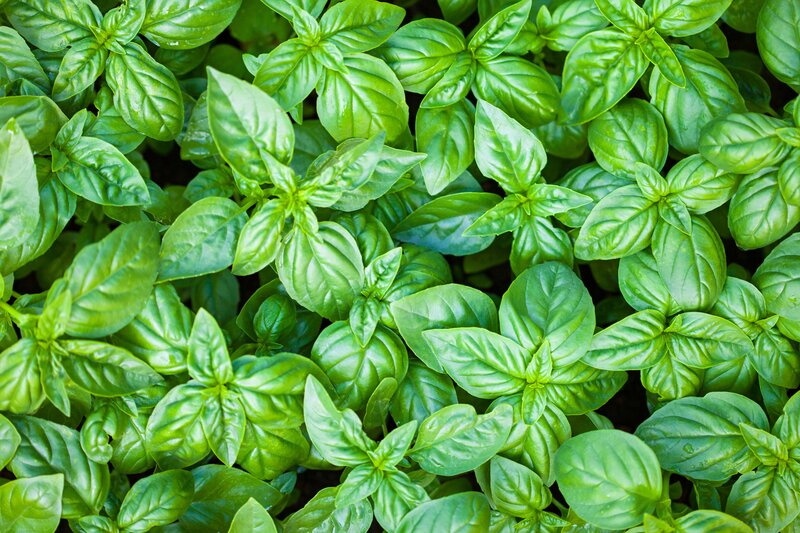 Fresh Basil Leaves — Green