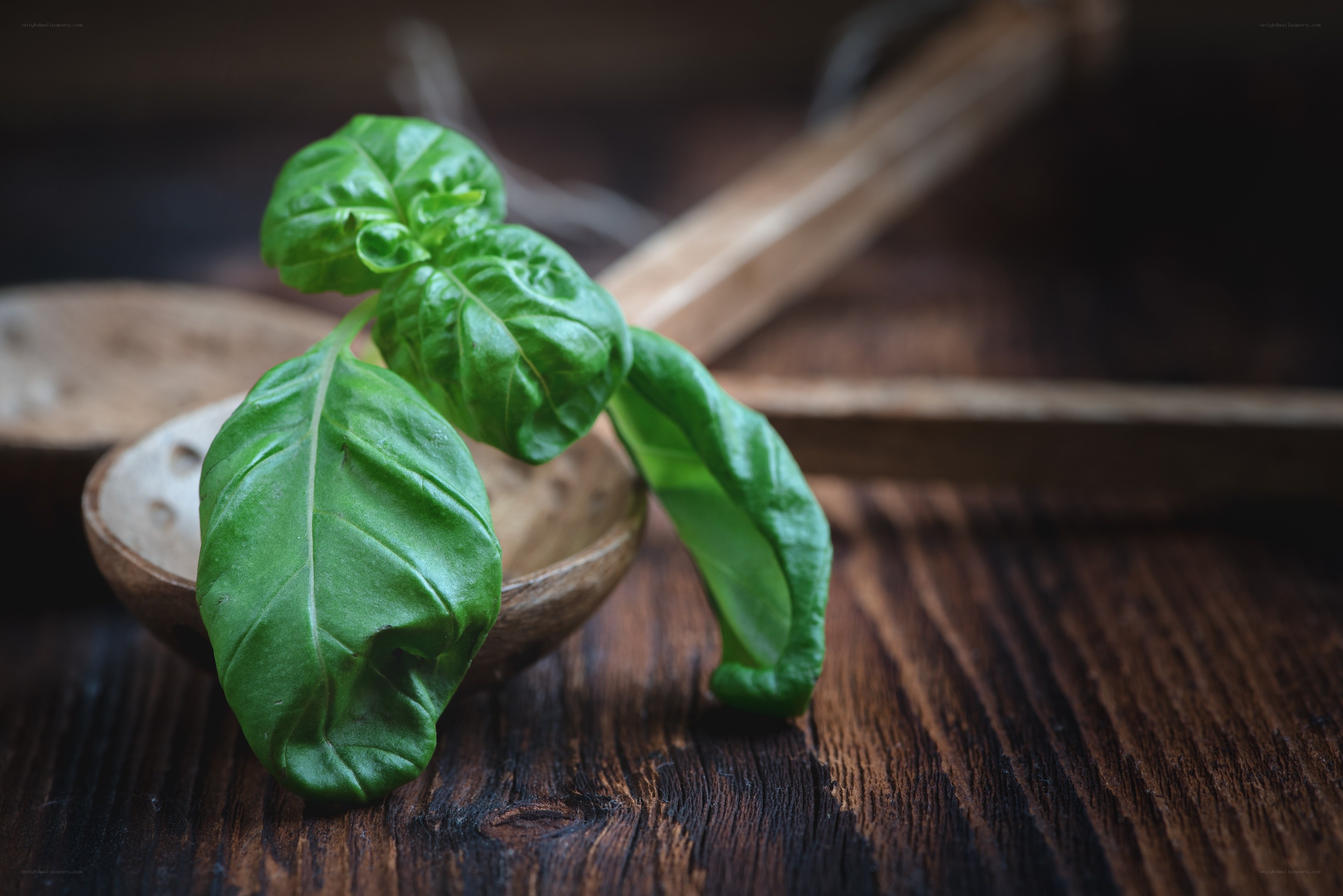 Fresh basil on wooden spoon