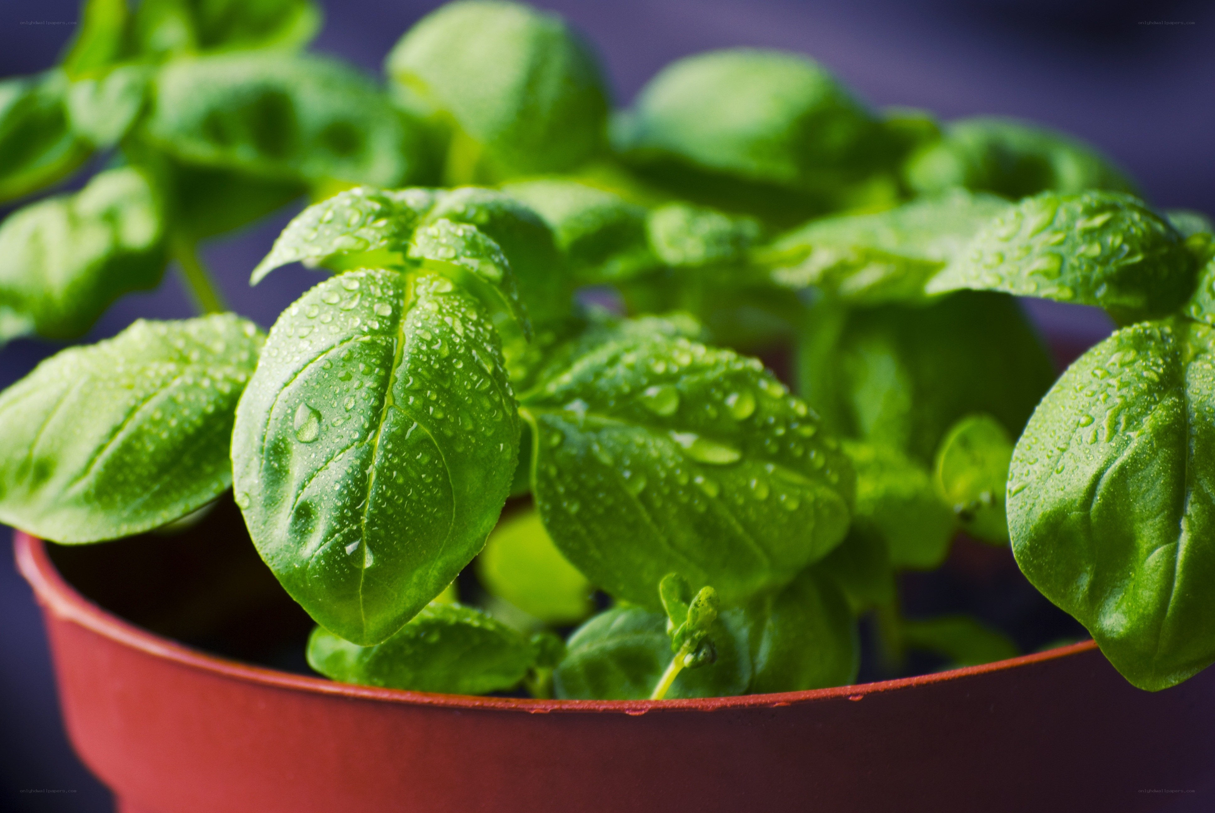 Fresh basil with water droplets