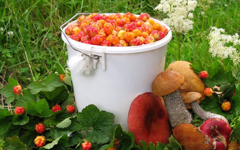 Fresh berries and mushrooms in a bucket
