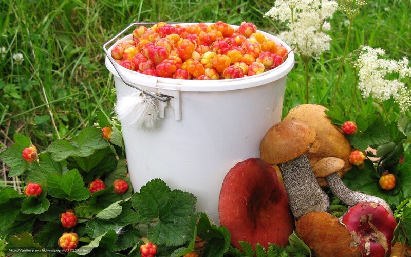 Fresh berries and mushrooms in a bucket