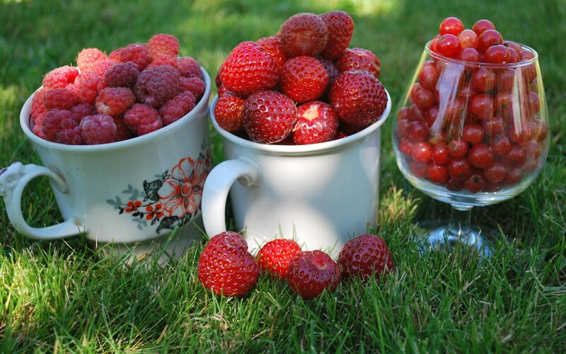 Fresh berries in cups on grass
