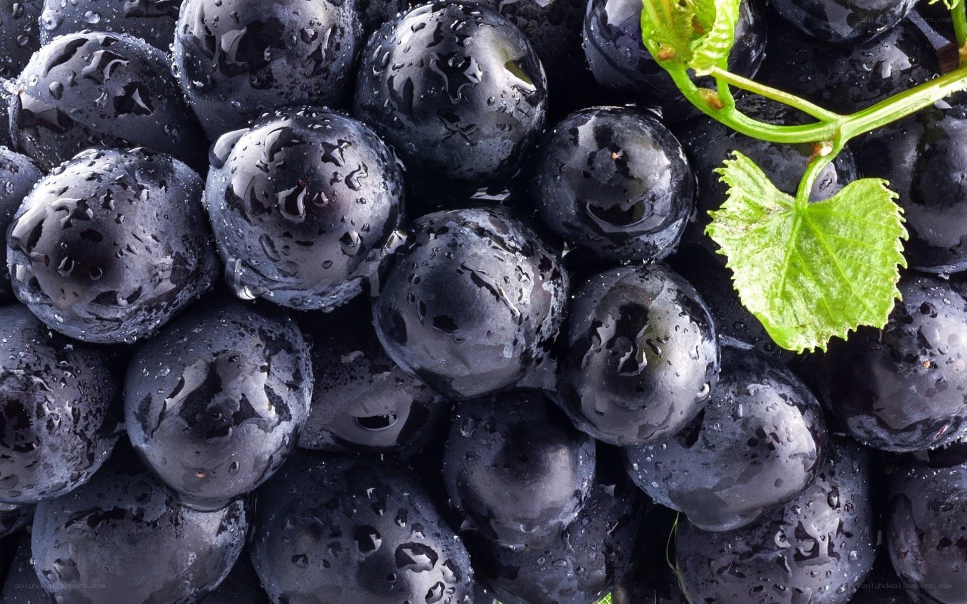 Fresh black grapes with leaf