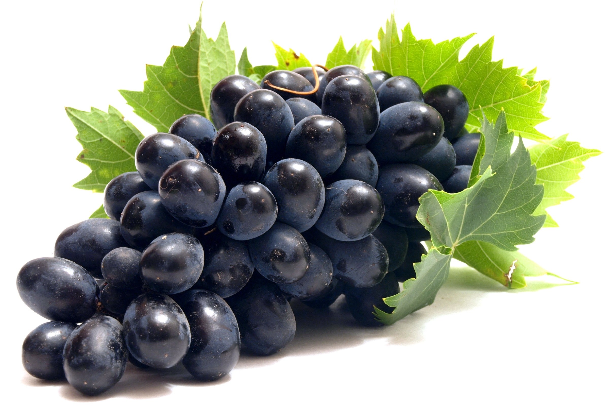 fresh black grapes with leaves