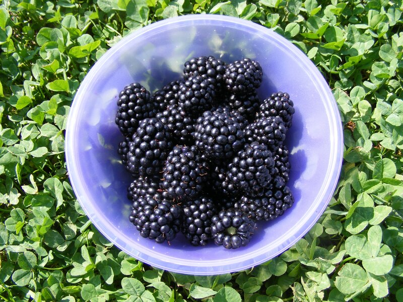 Fresh blackberries in a bowl