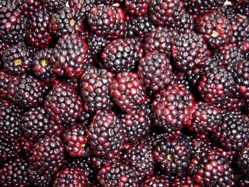 Fresh blackberries in a pile