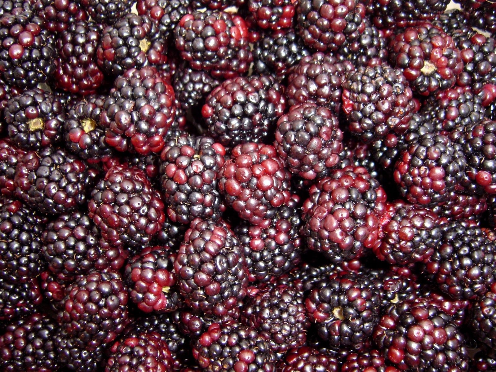 Fresh blackberries in a pile