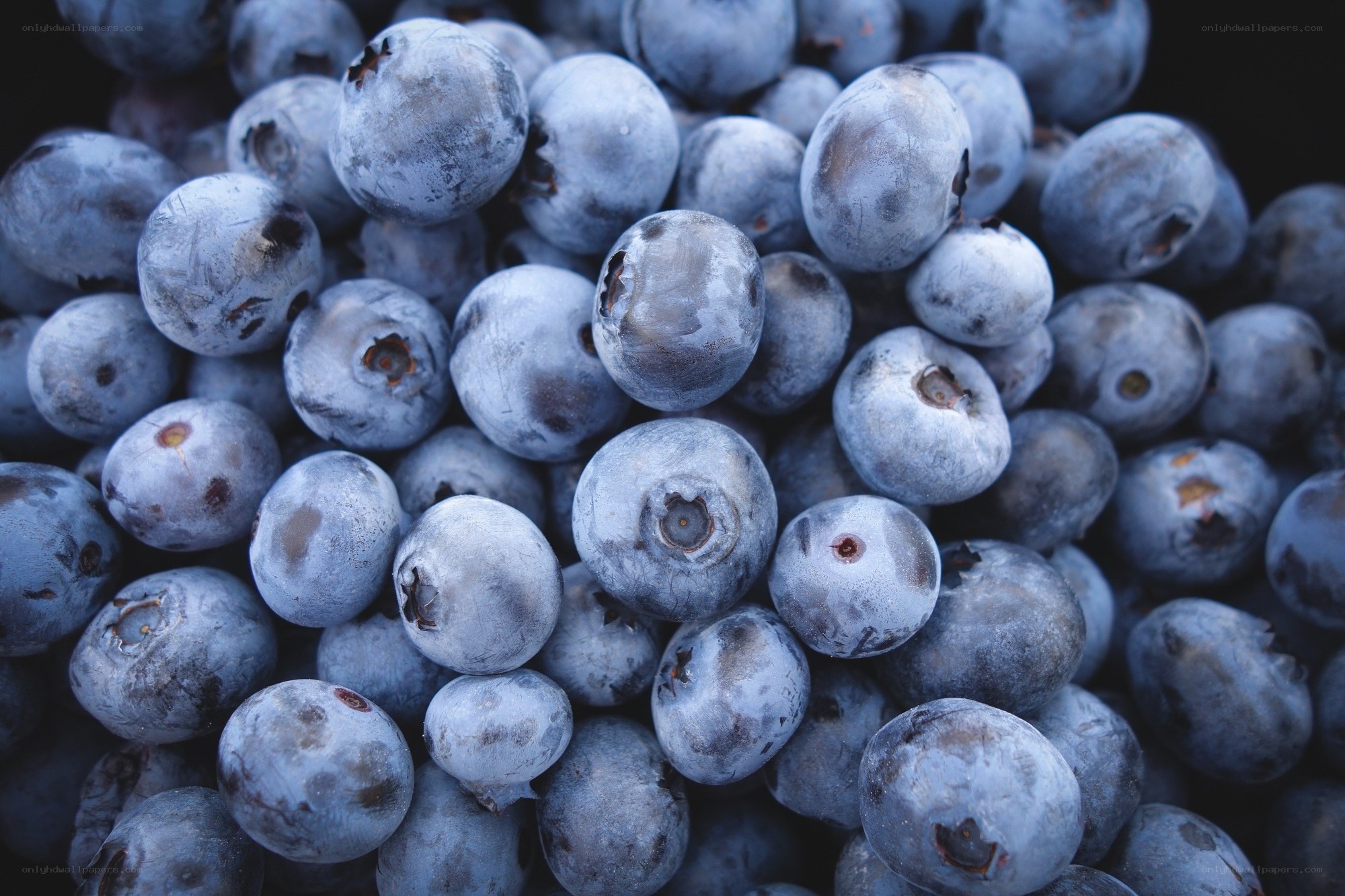 Fresh blueberries close-up