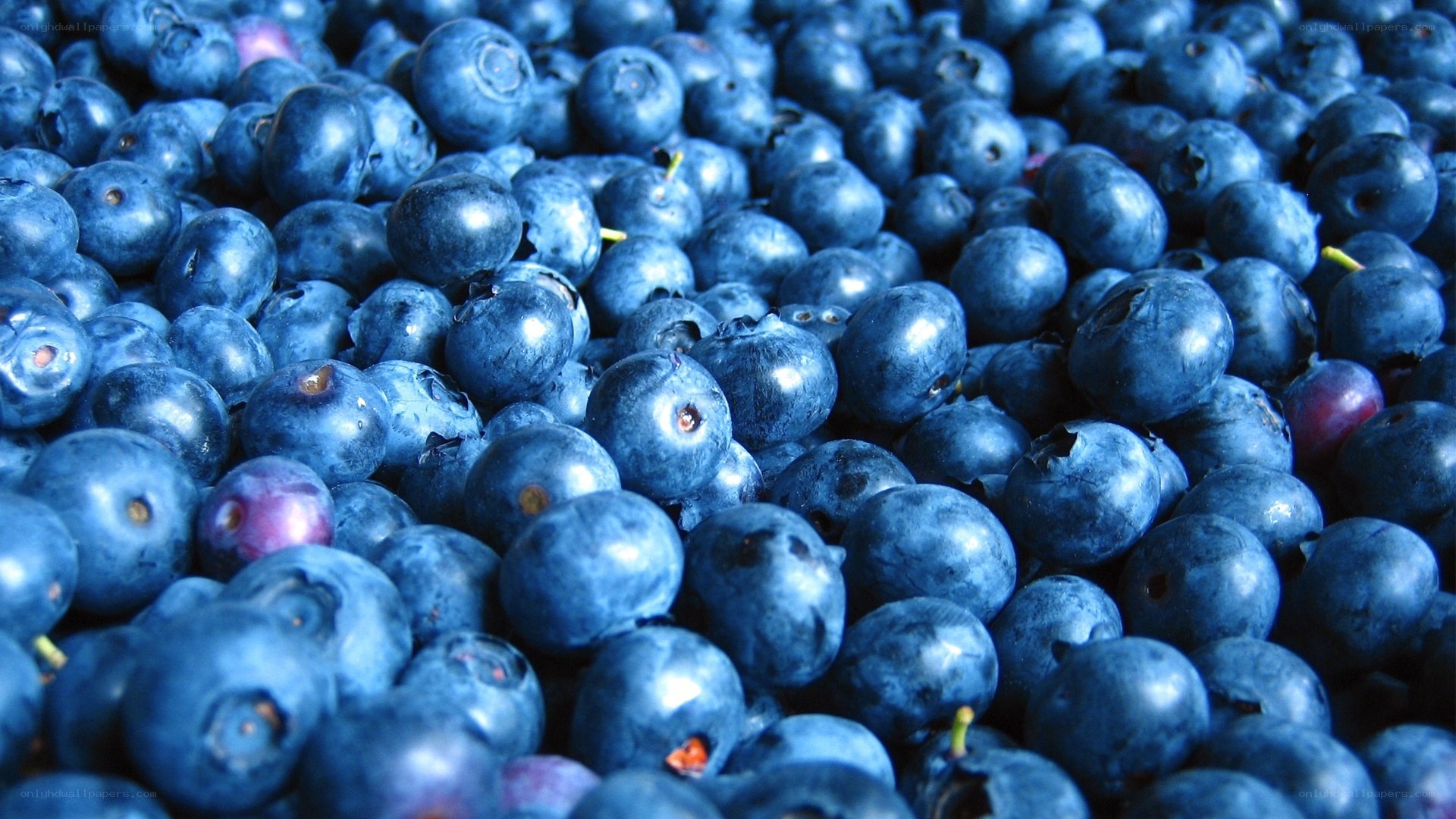 Fresh blueberries close-up