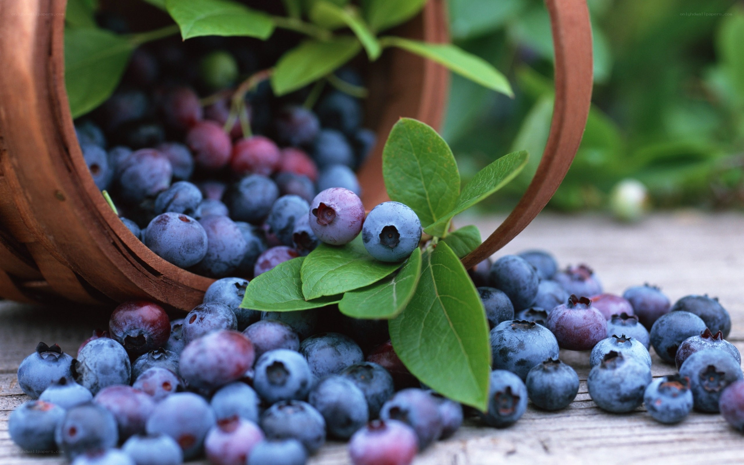 Fresh blueberries in a basket