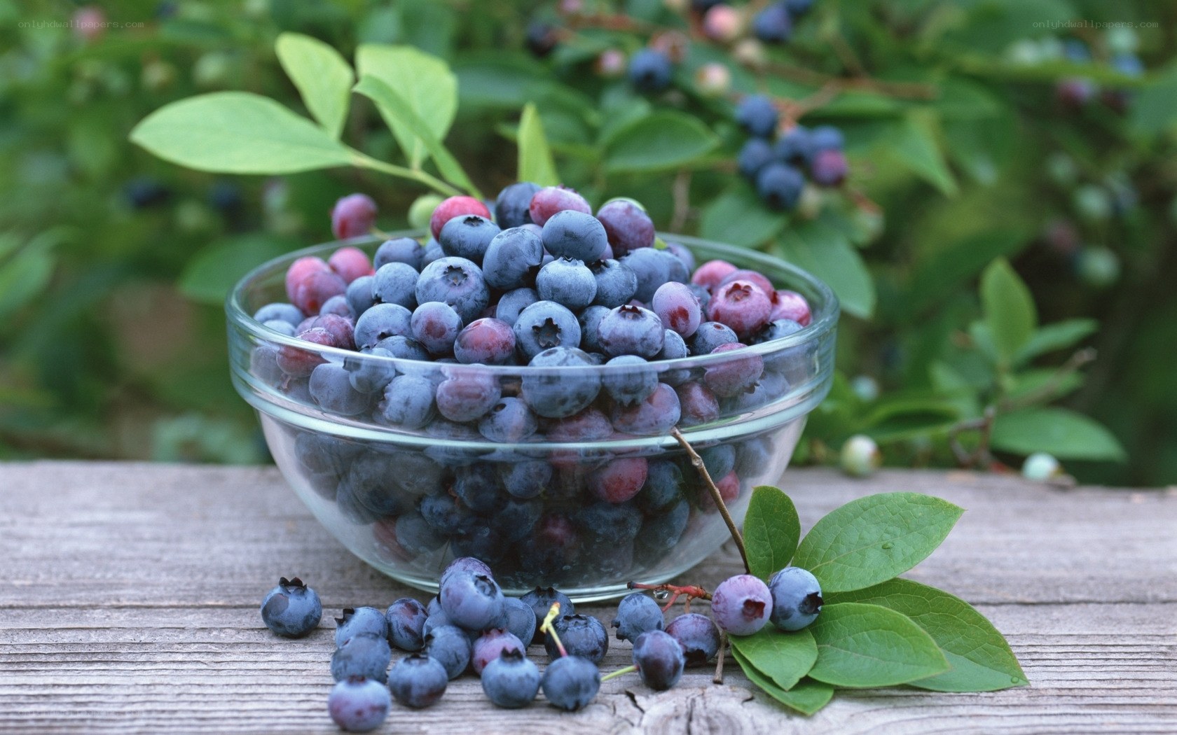 Fresh blueberries in a bowl