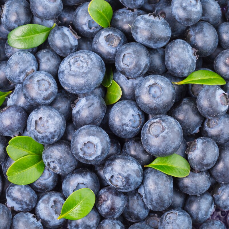 Fresh Blueberries with Leaves — Blue