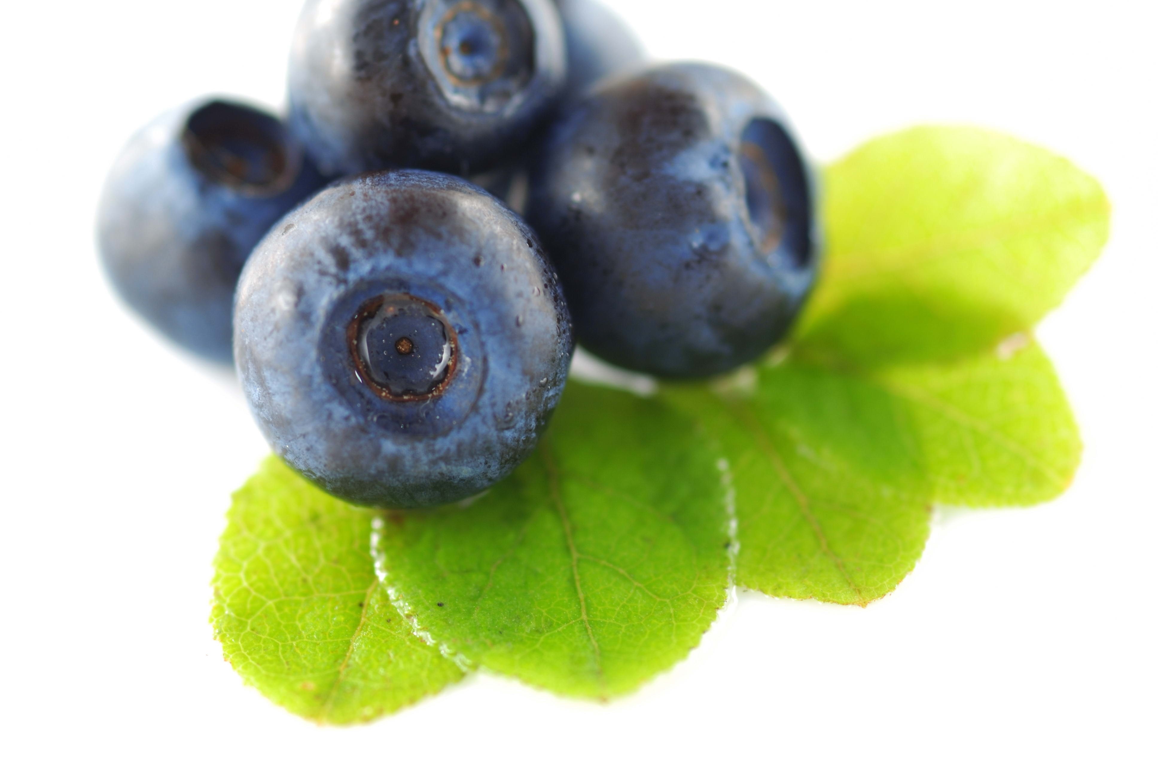 Fresh blueberries with leaves
