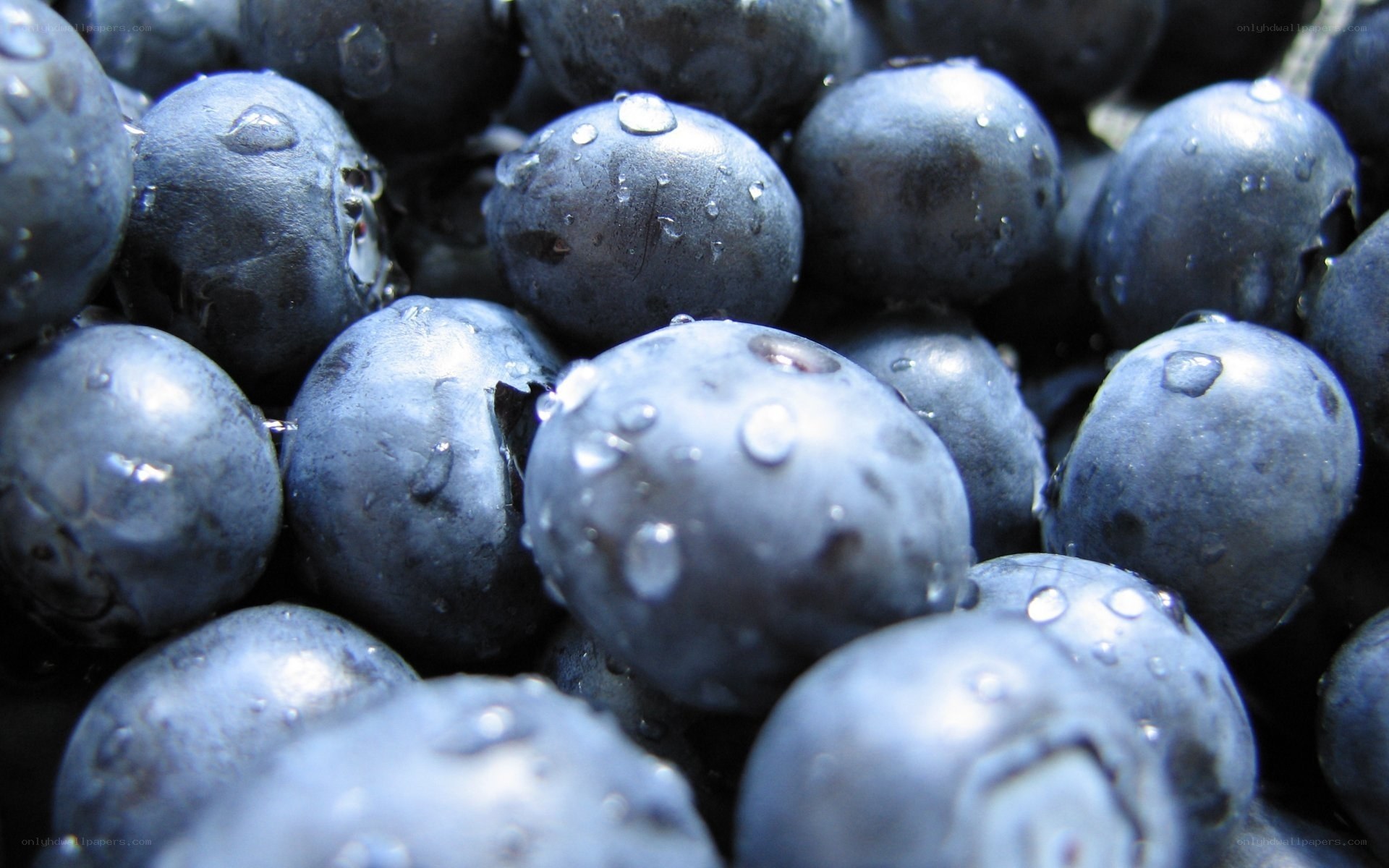 Fresh blueberries with water droplets