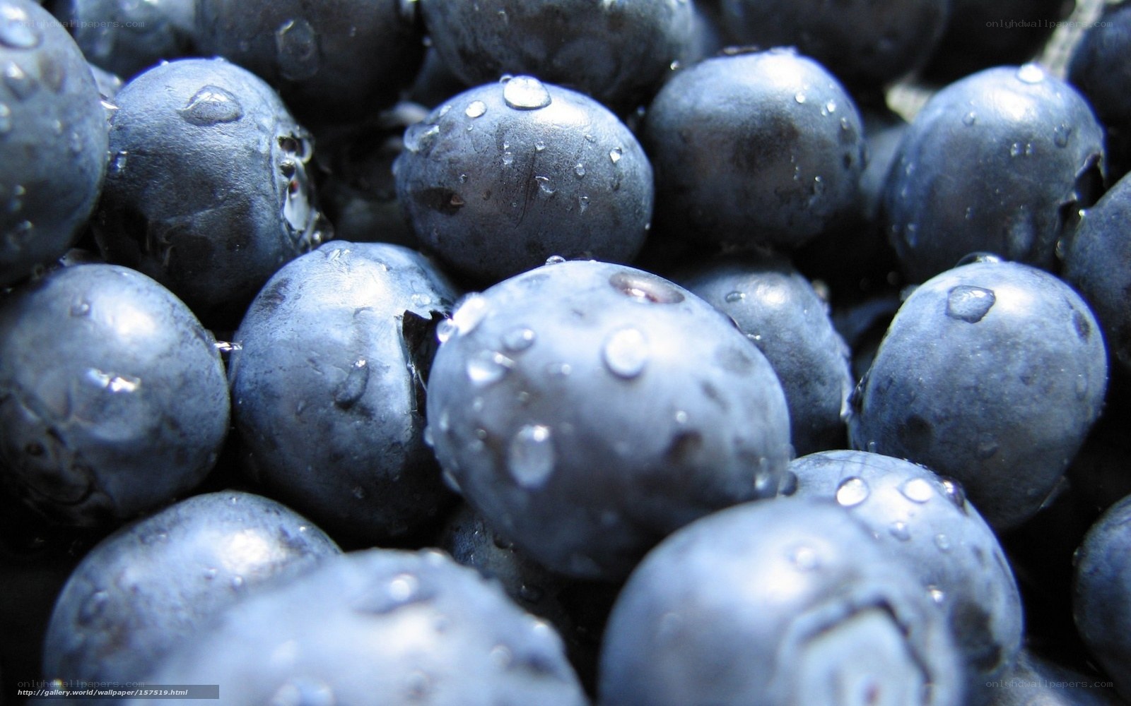 fresh blueberries with water droplets