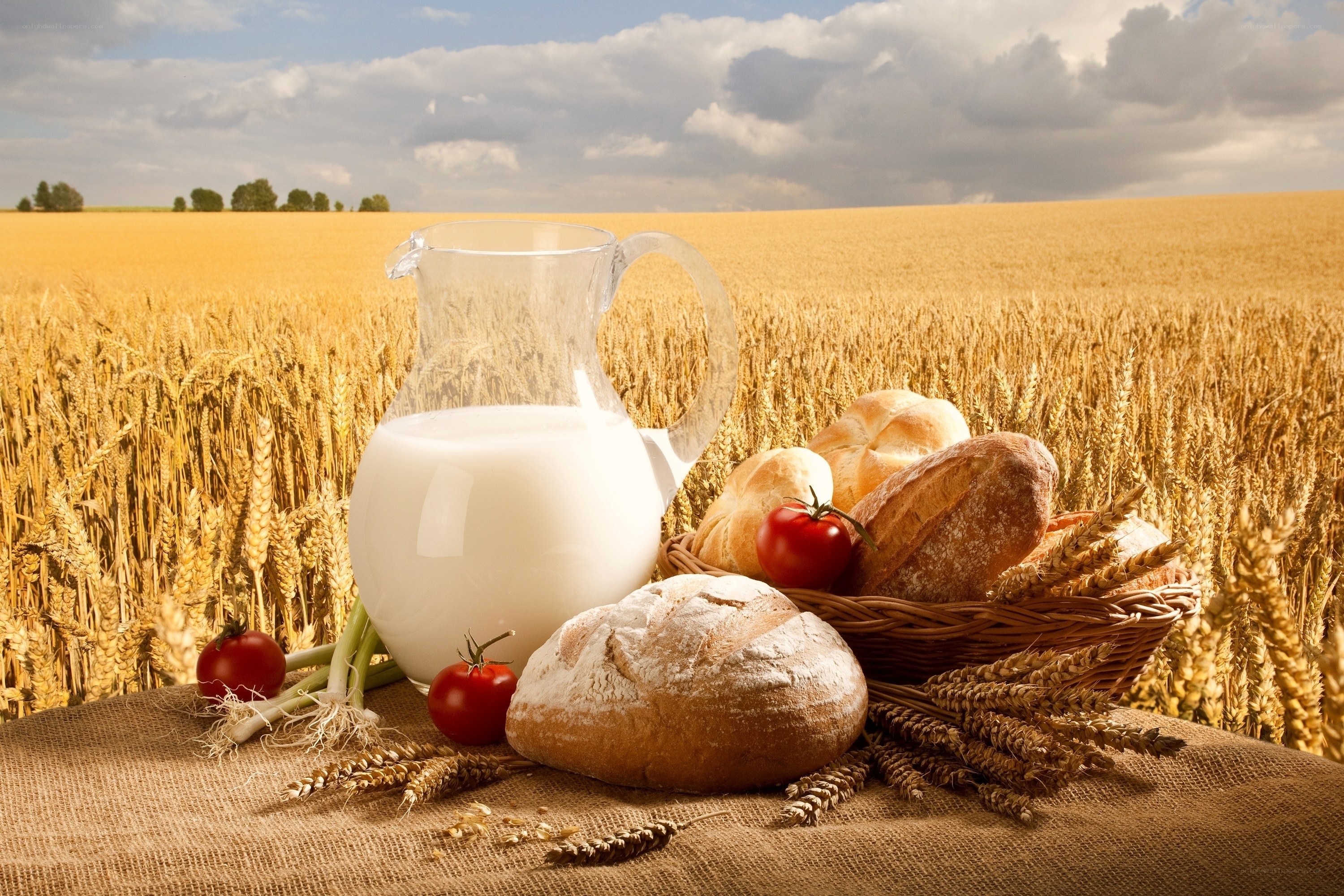 Fresh bread and milk in wheat field