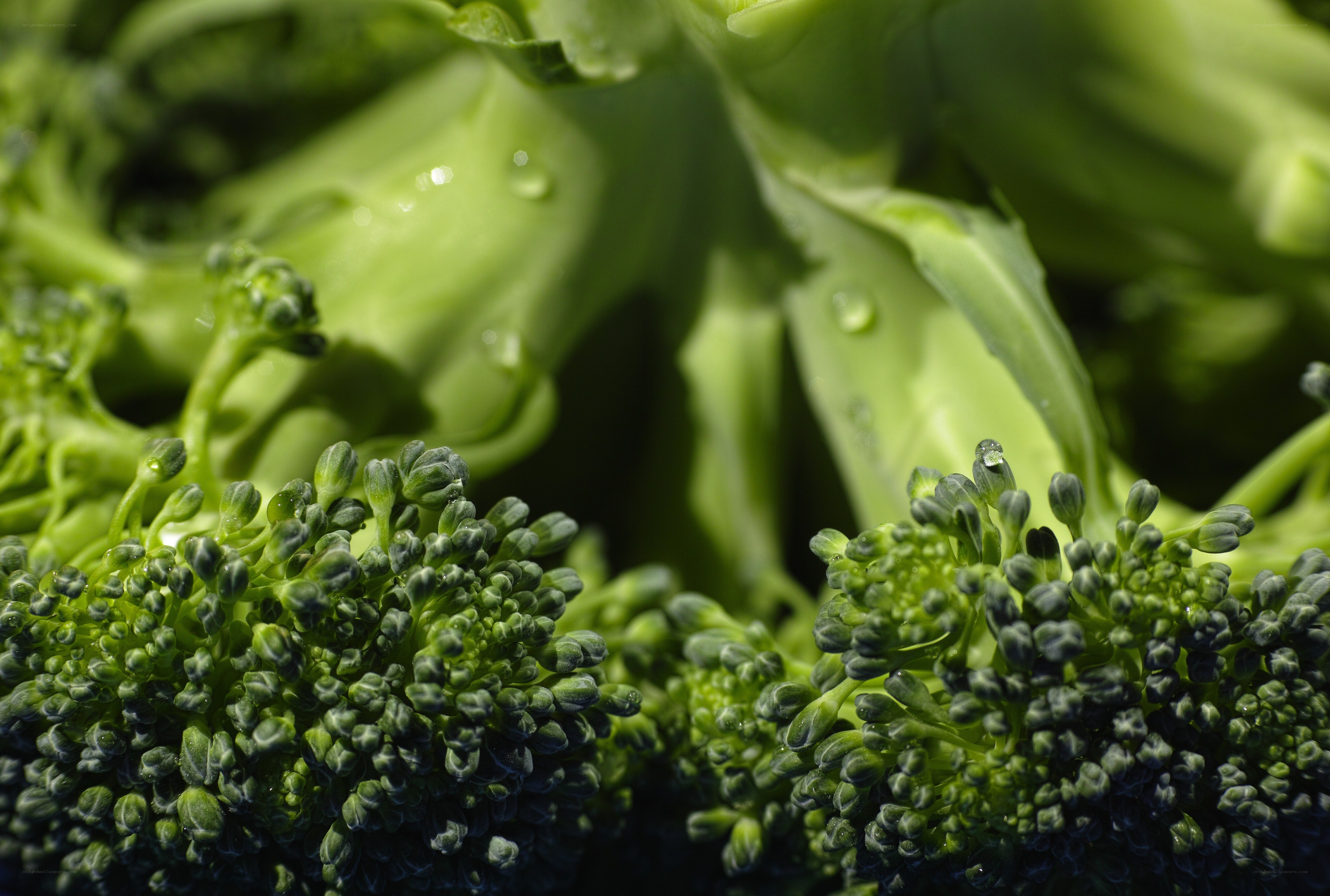 Fresh broccoli florets with water droplets