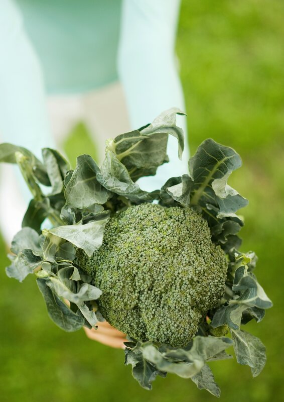 Fresh broccoli held in hand