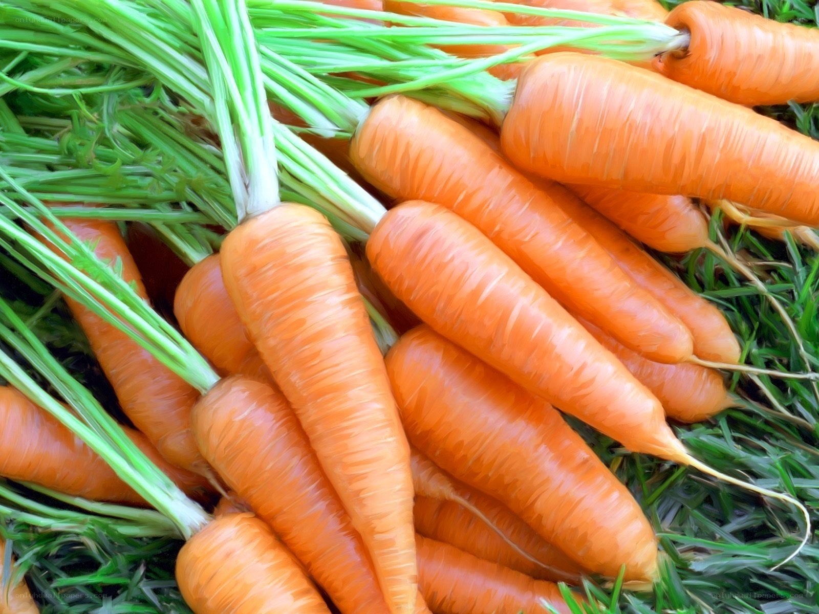 Fresh carrots with green tops