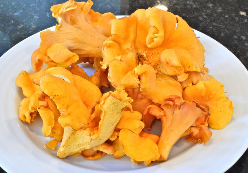 fresh chanterelle mushrooms