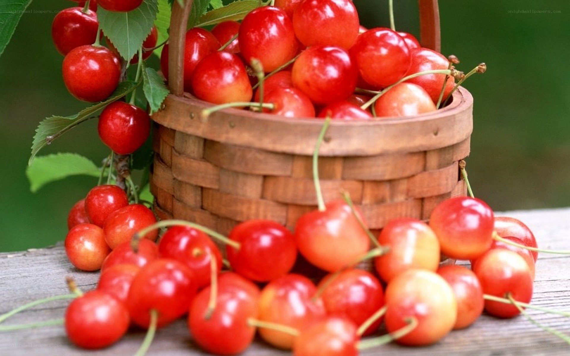 Fresh cherries in a basket