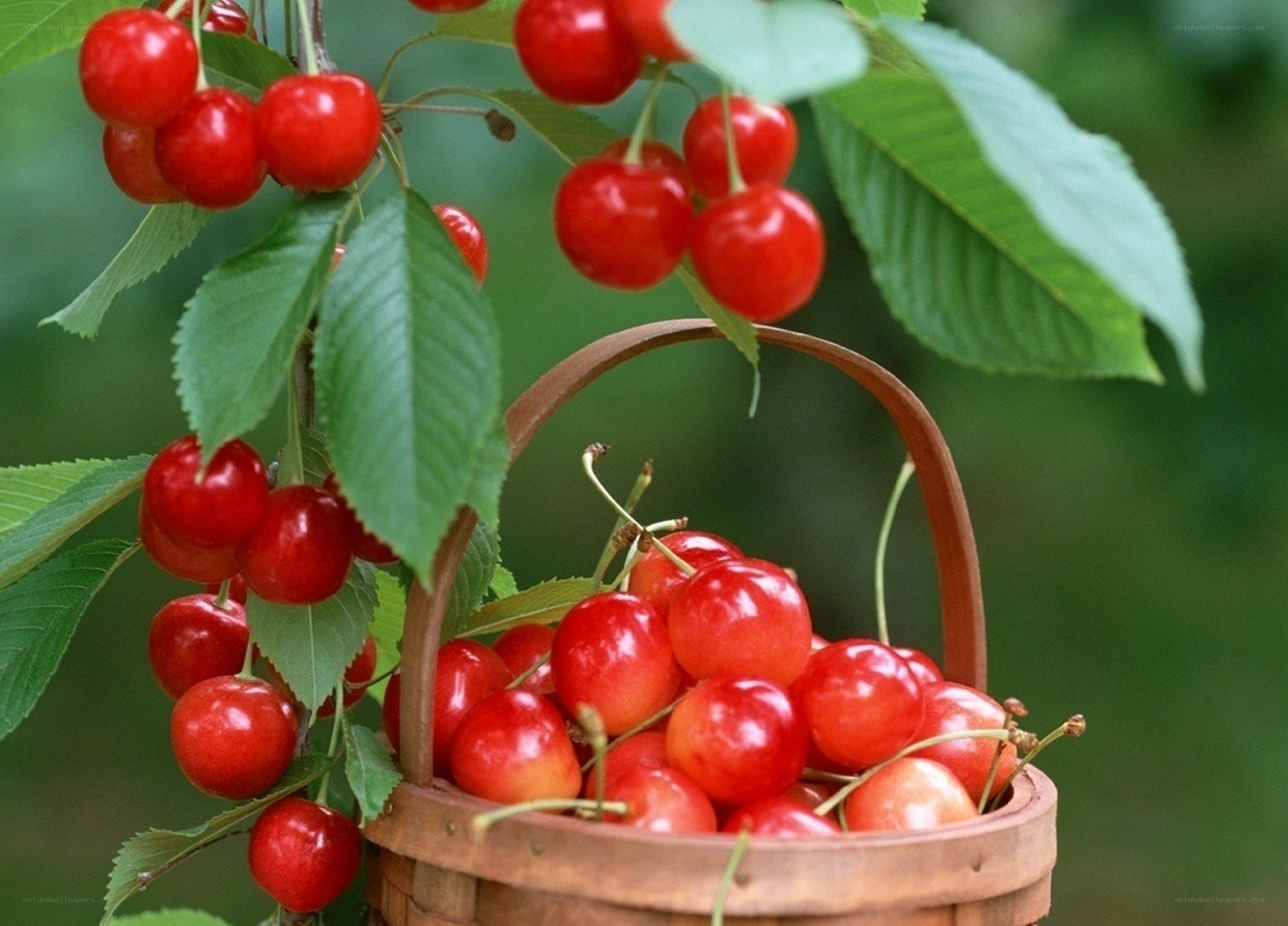 Fresh cherries in a basket
