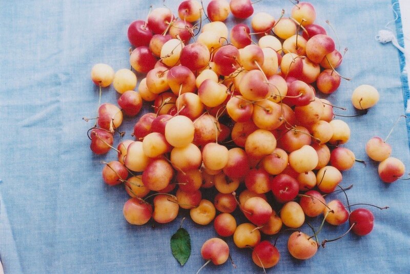 Fresh cherries on a blue cloth