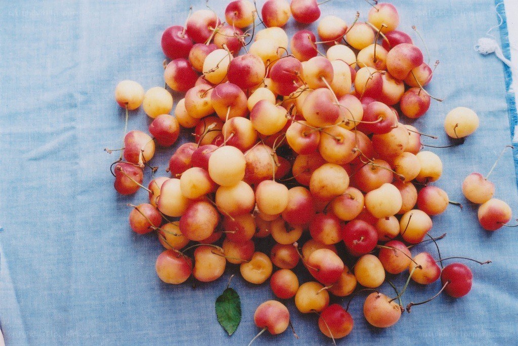 Fresh cherries on a blue cloth