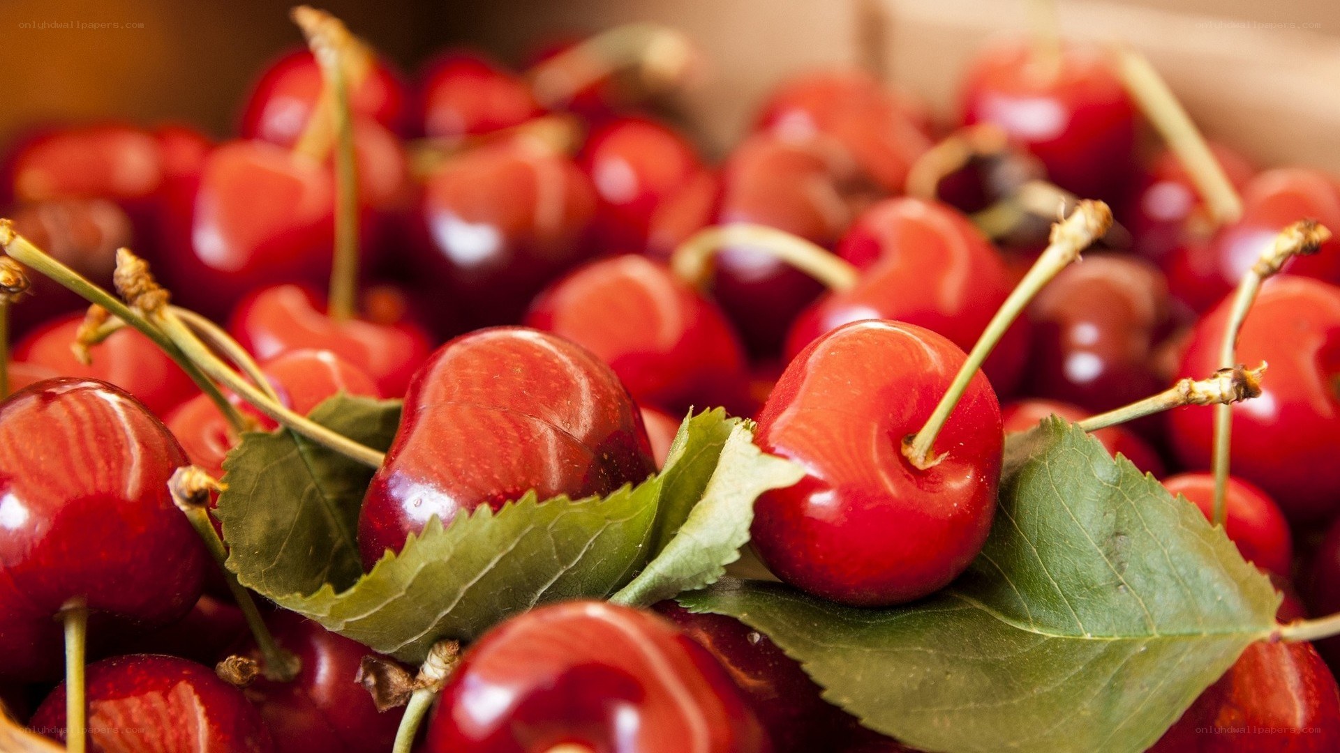Fresh cherries with leaves