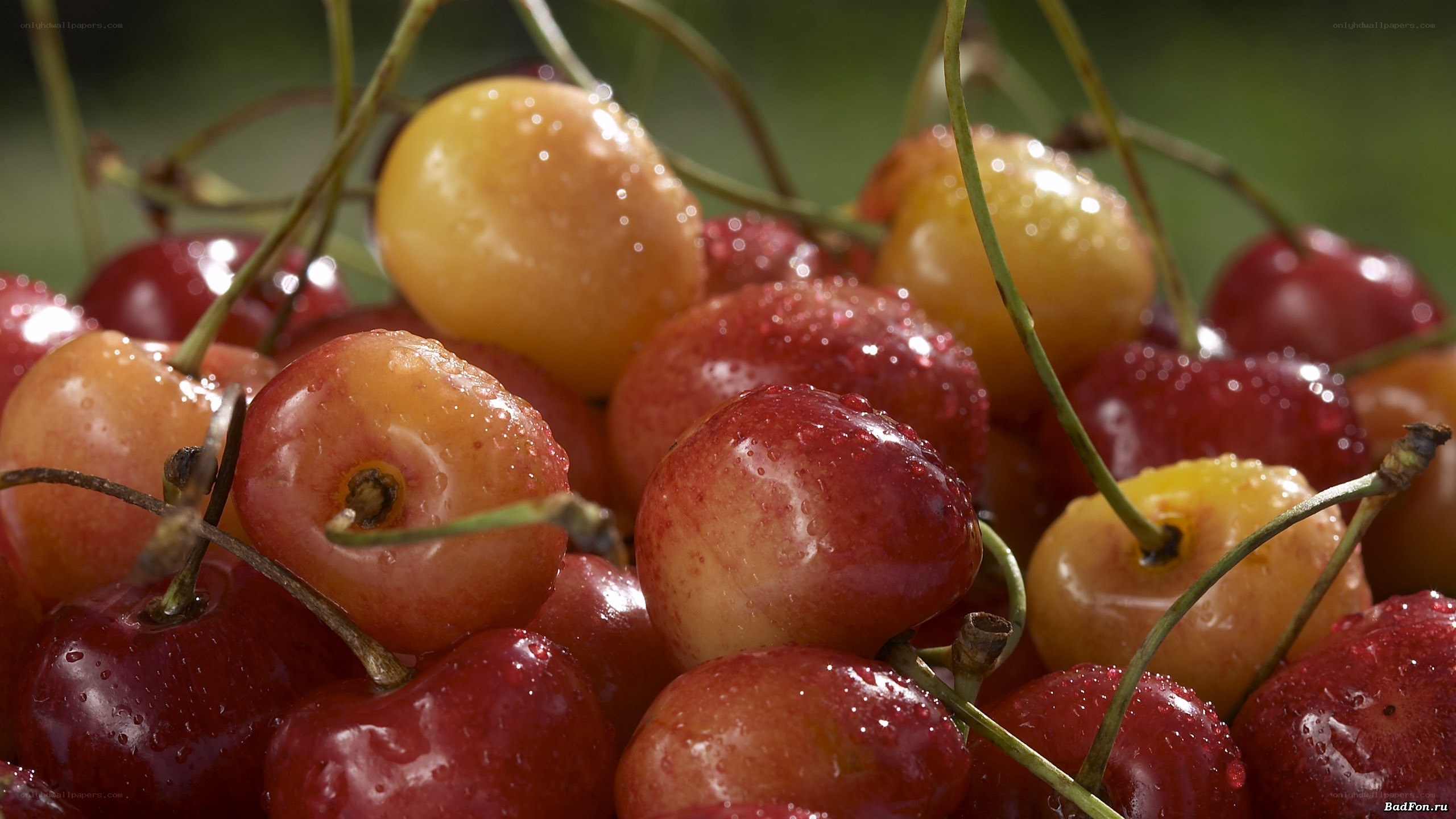 Fresh cherries with water droplets