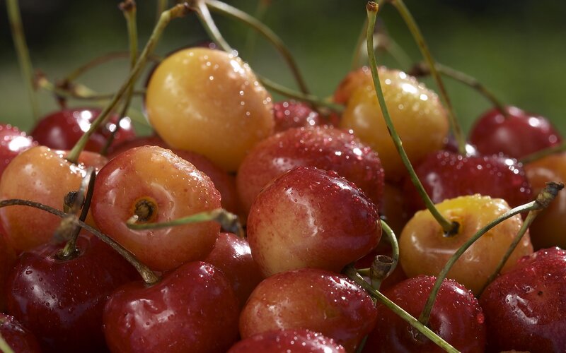 Fresh cherries with water droplets