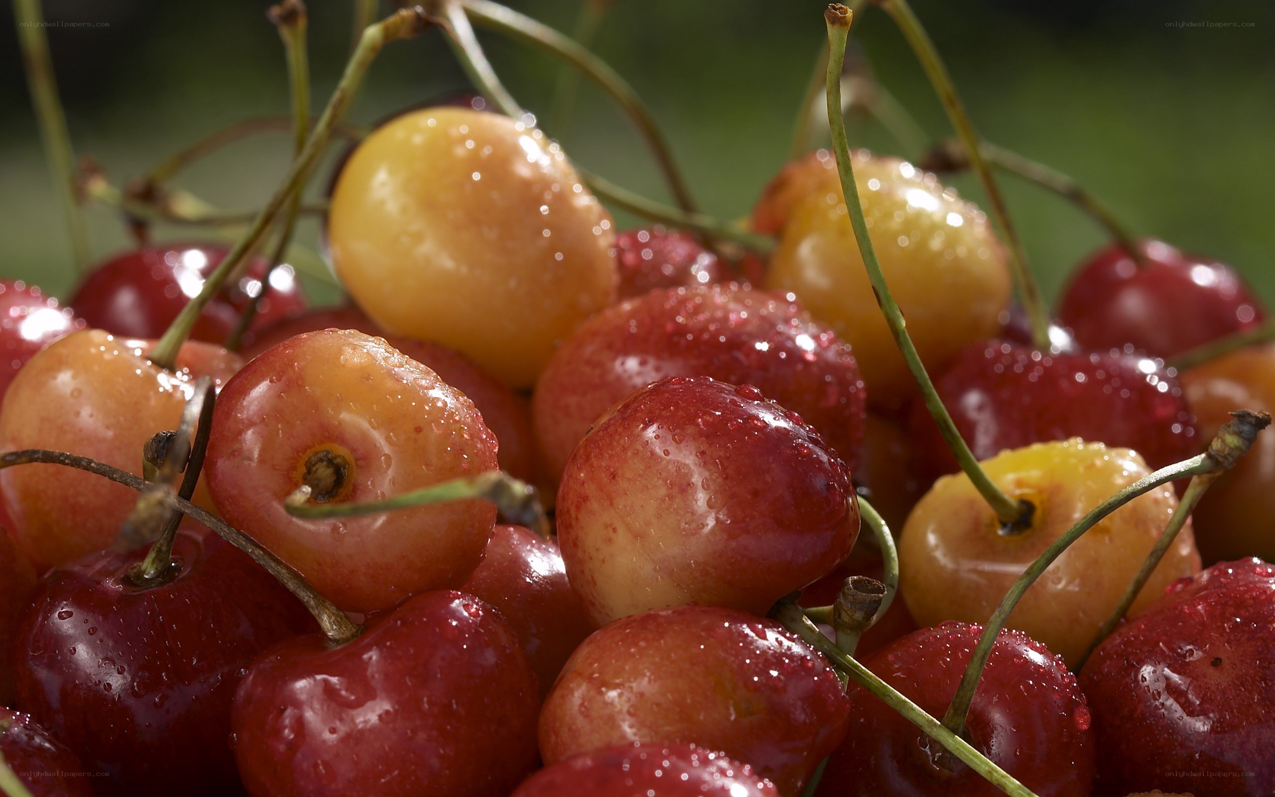 Fresh cherries with water droplets