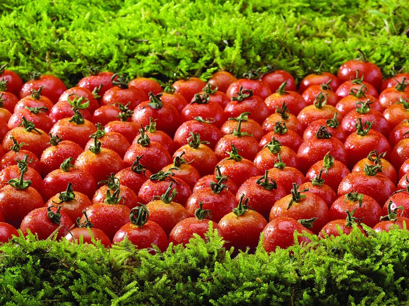 Fresh cherry tomatoes on moss