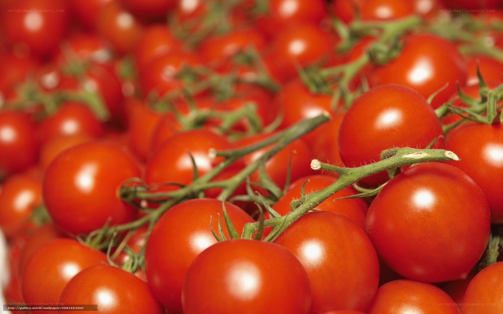Fresh cherry tomatoes on the vine