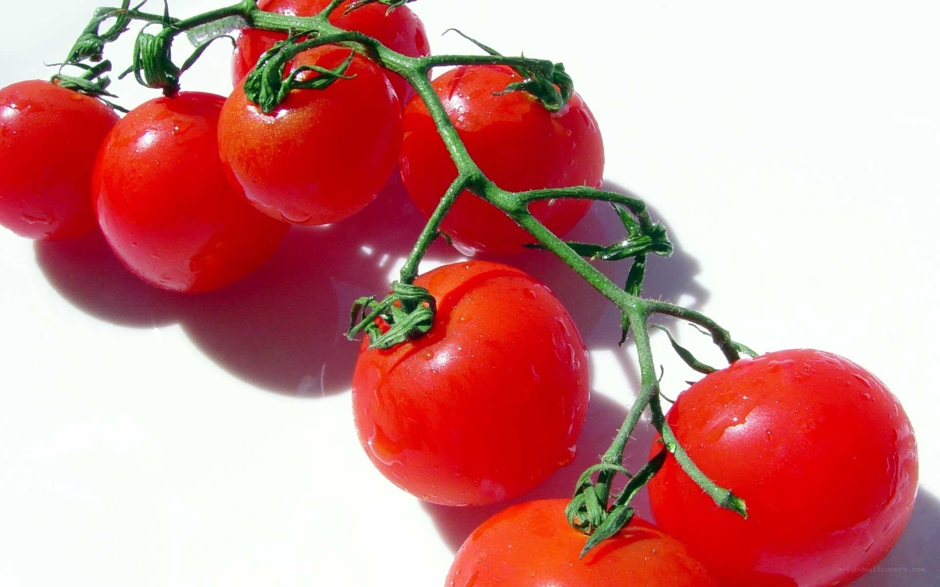 Fresh cherry tomatoes on vine