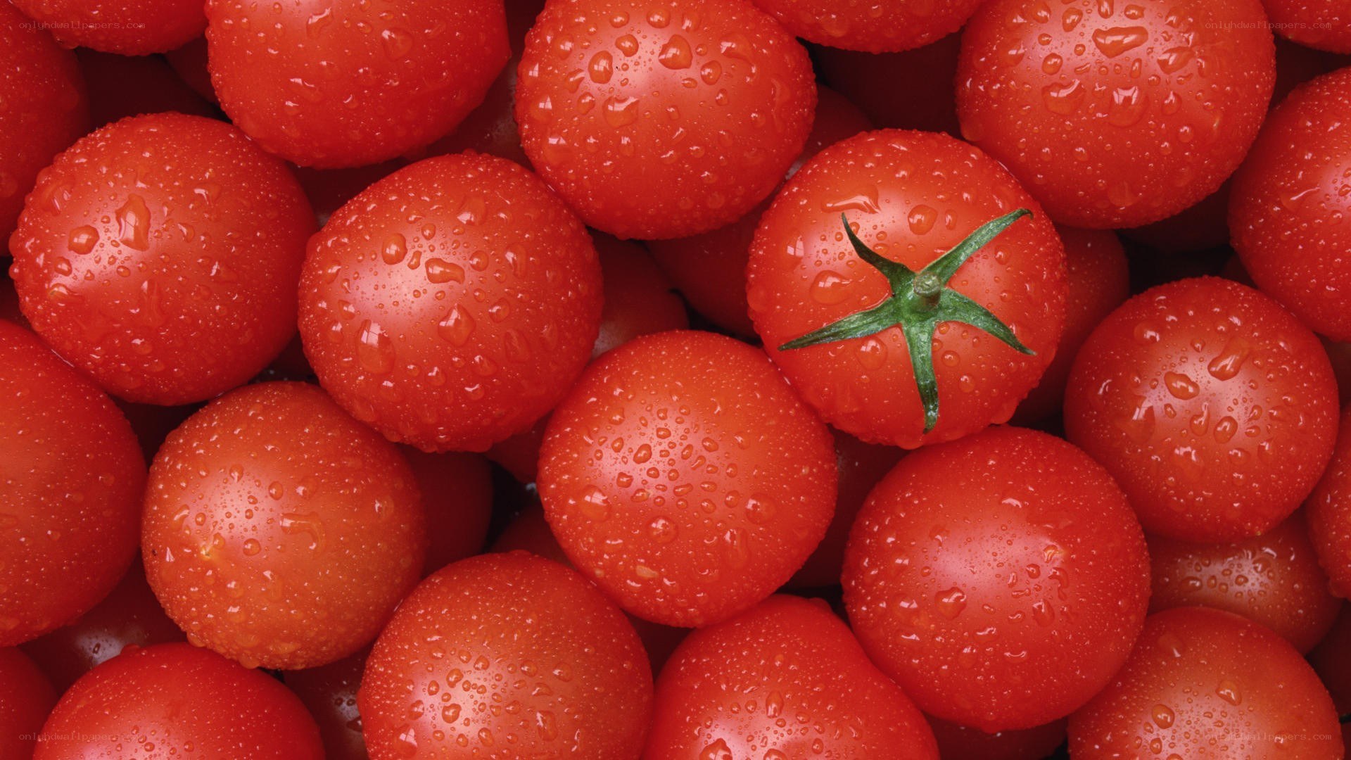 Fresh cherry tomatoes with water droplets