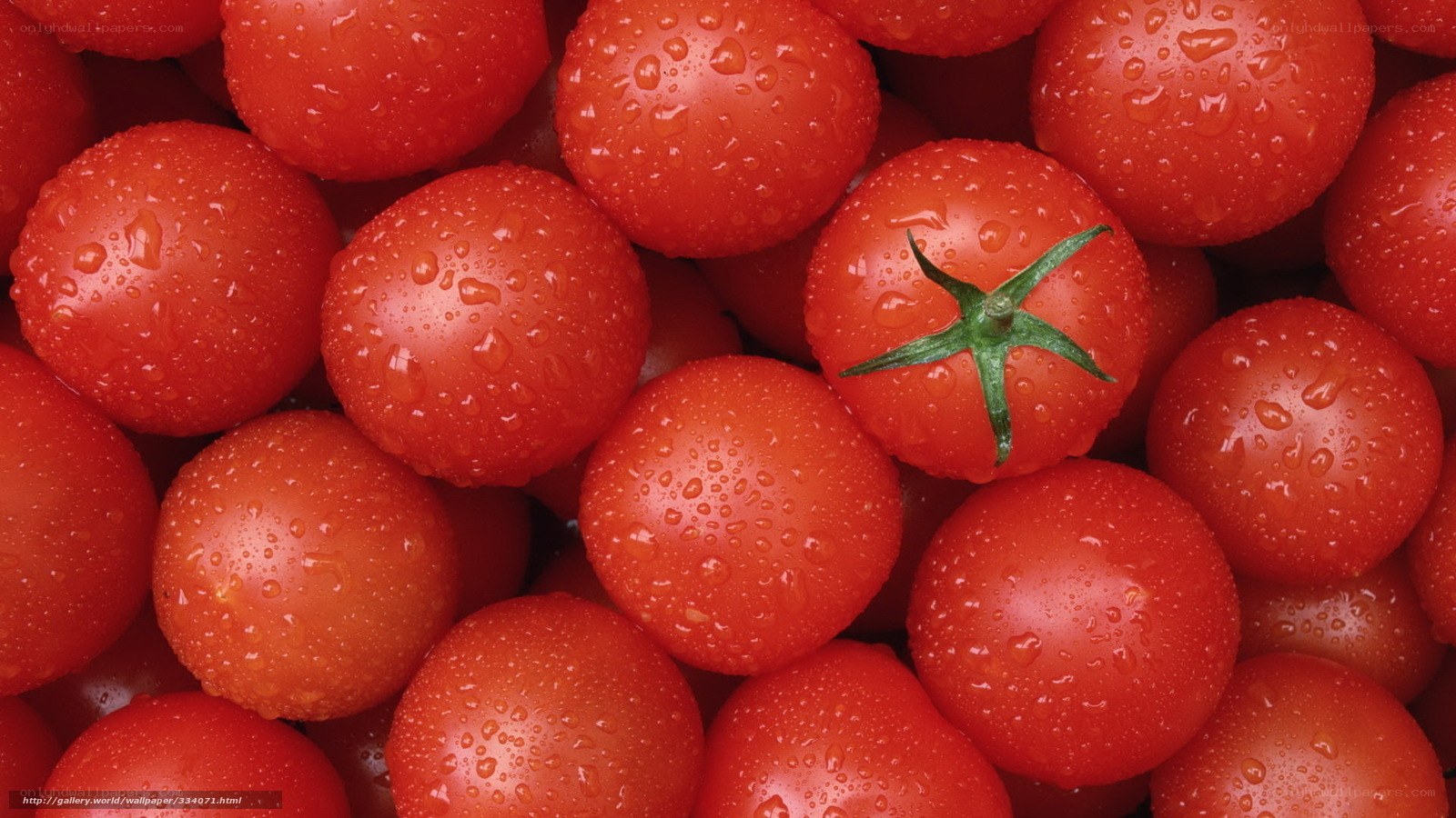 Fresh cherry tomatoes with water droplets