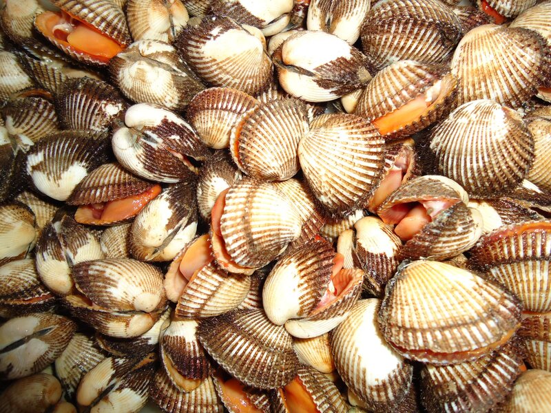Fresh clams in shell