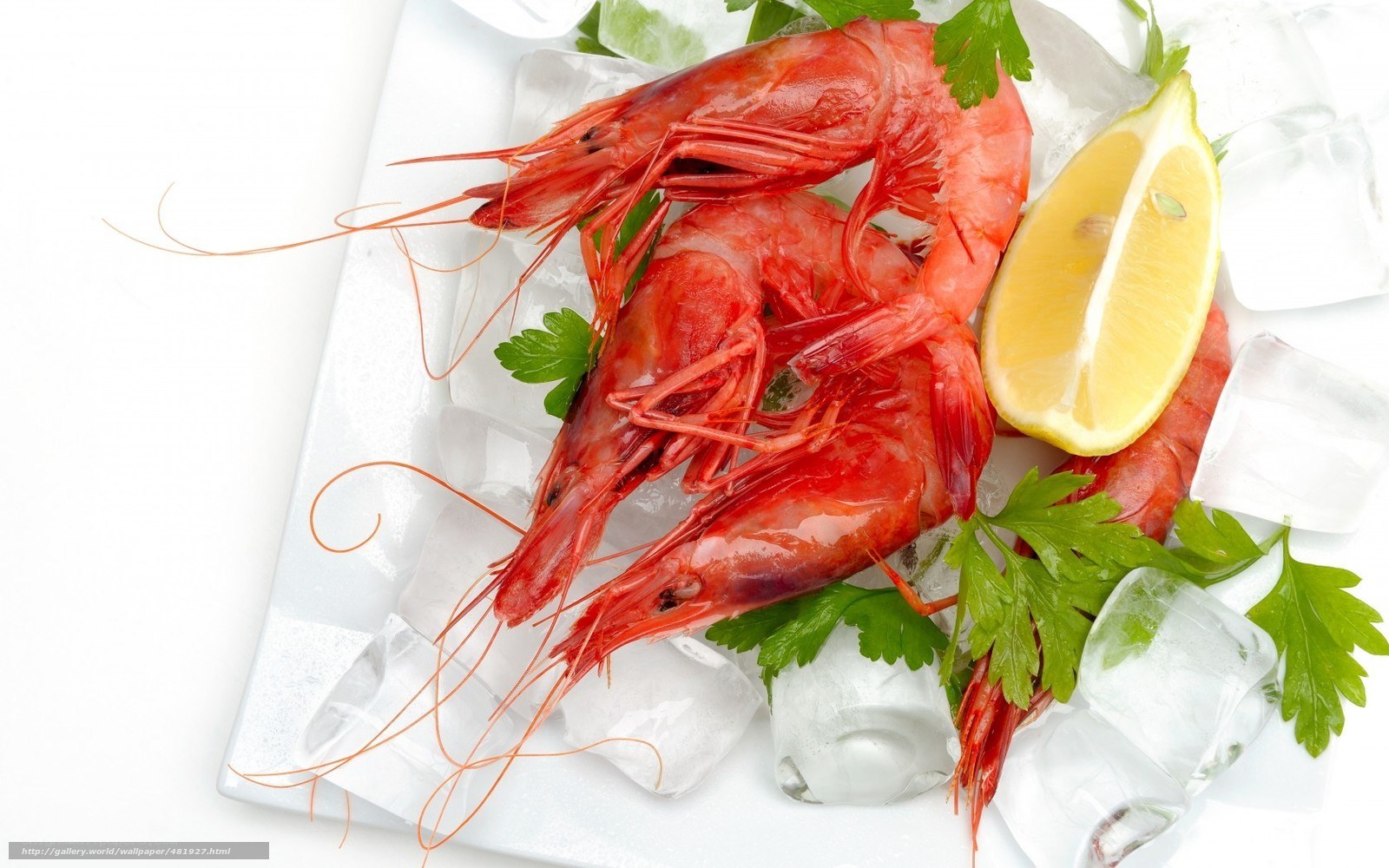 Fresh cooked shrimp on ice