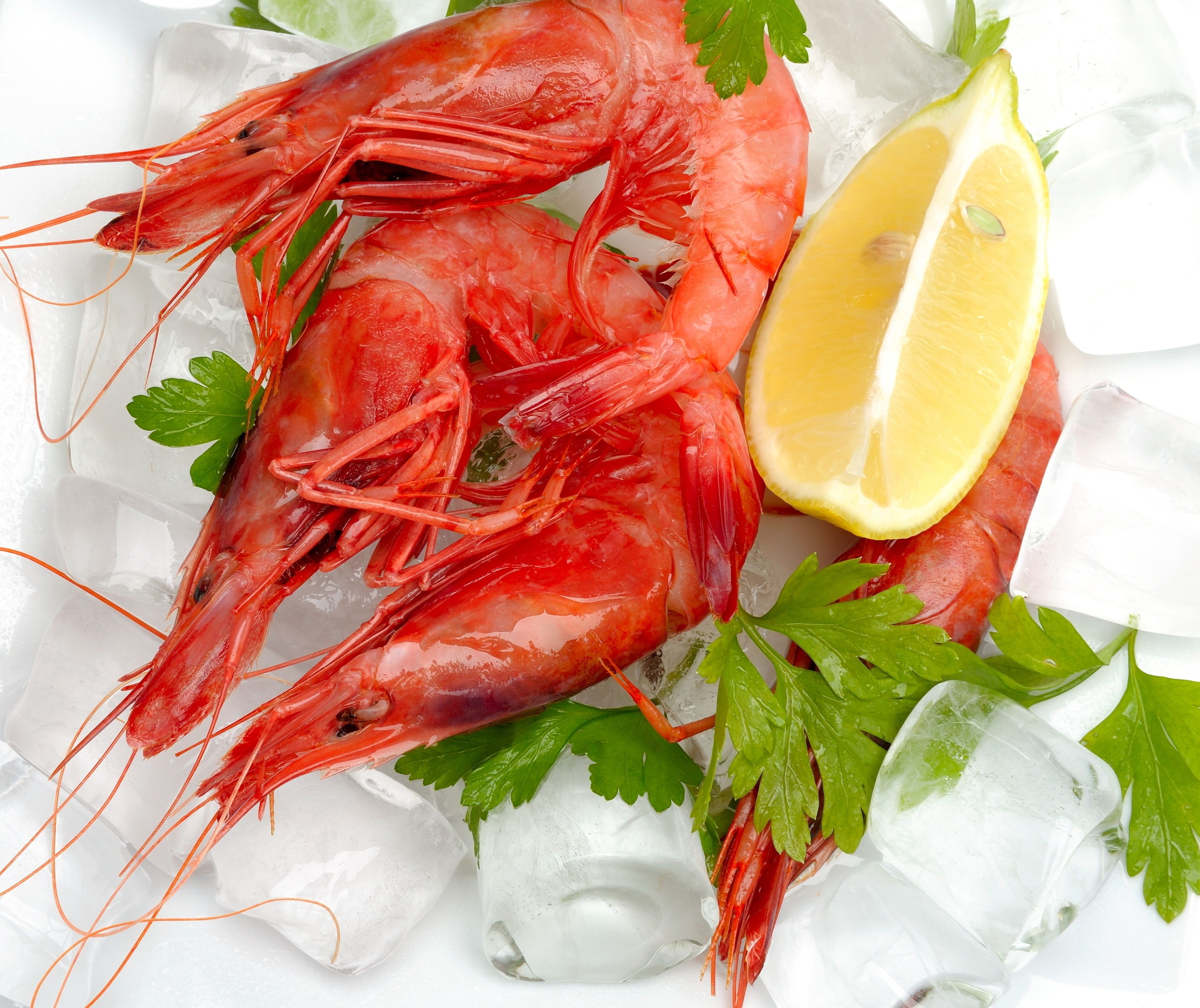 Fresh cooked shrimp on ice