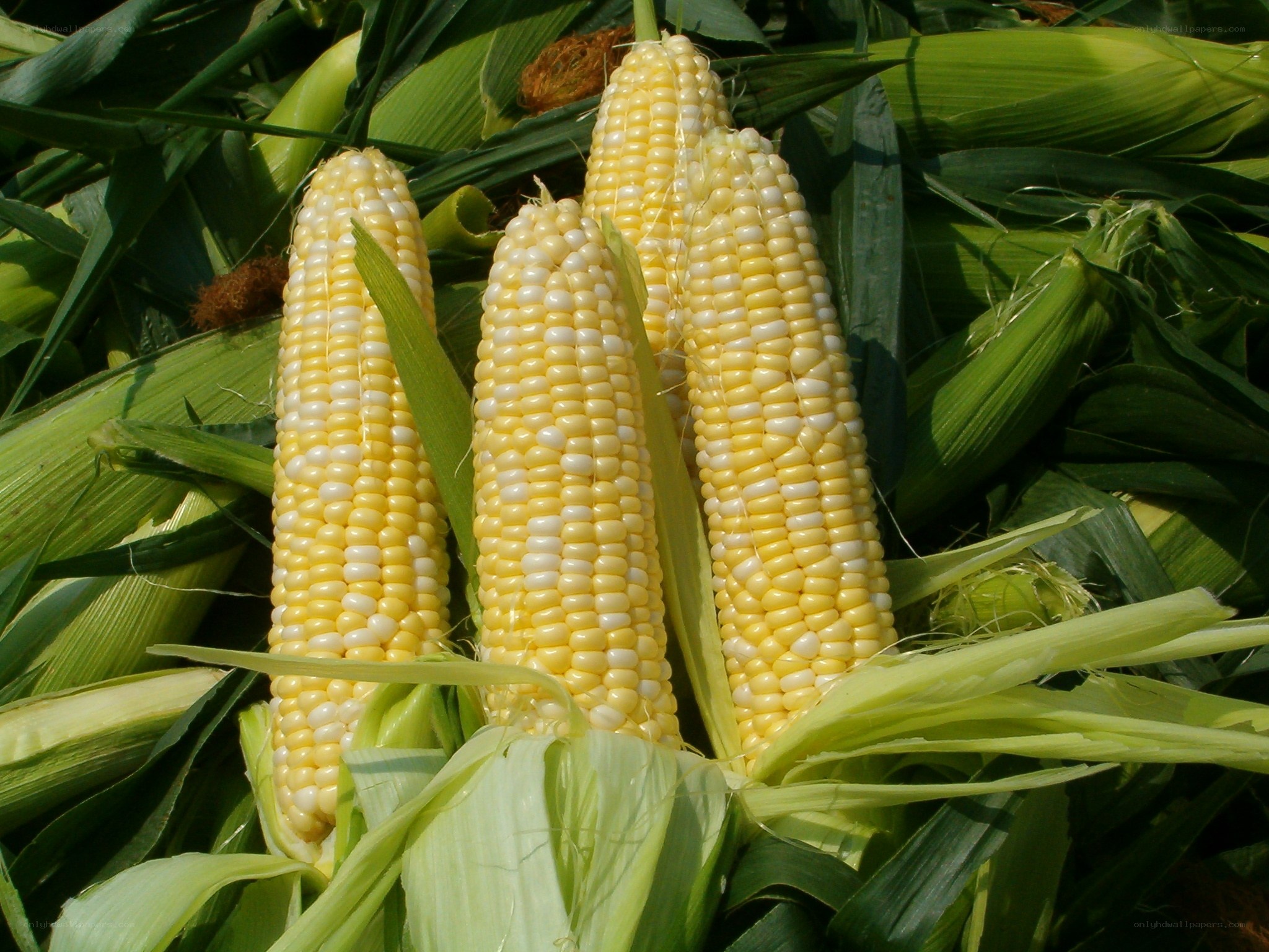 Fresh corn cobs in husks