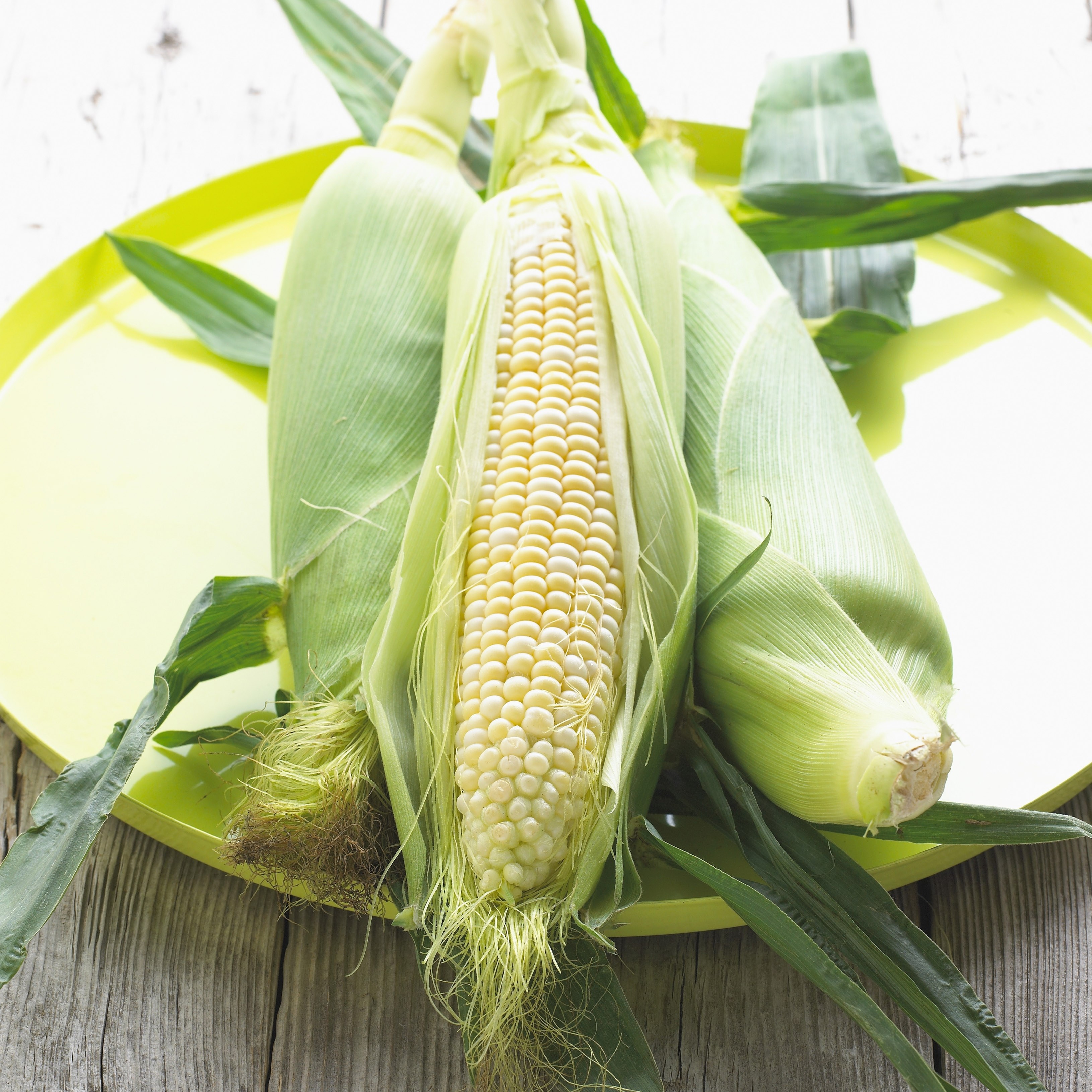 Fresh corn on the cob