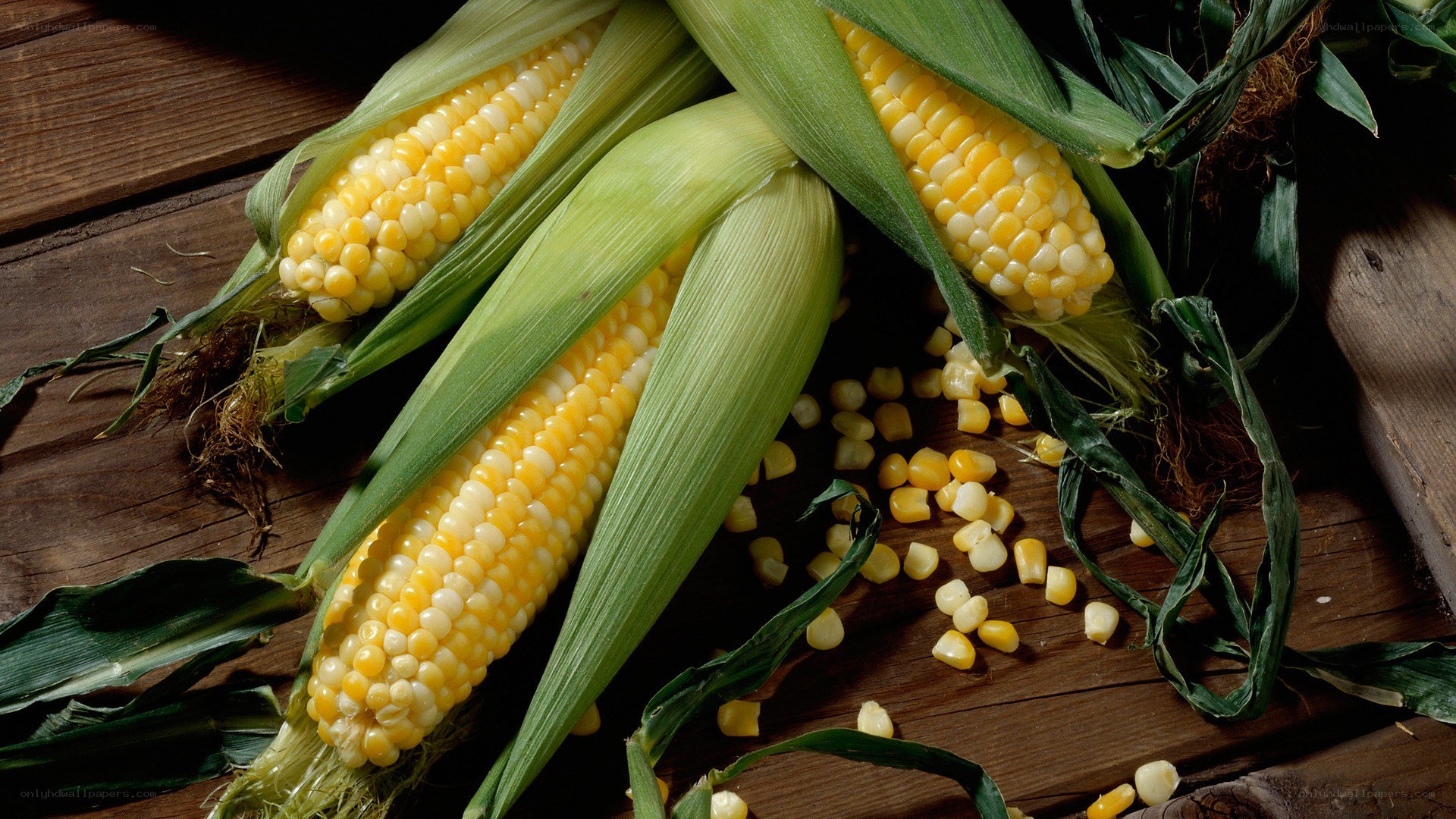 Fresh corn on the cob
