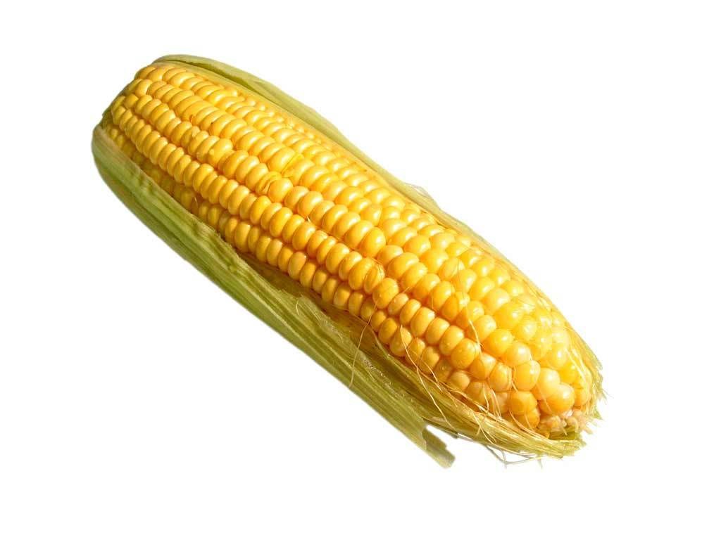 Fresh corn on the cob
