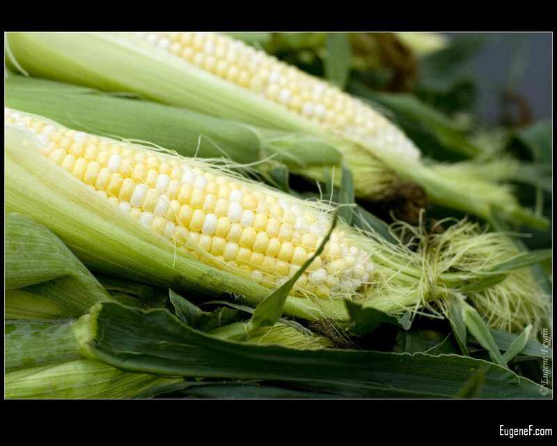 Fresh corn on the cob