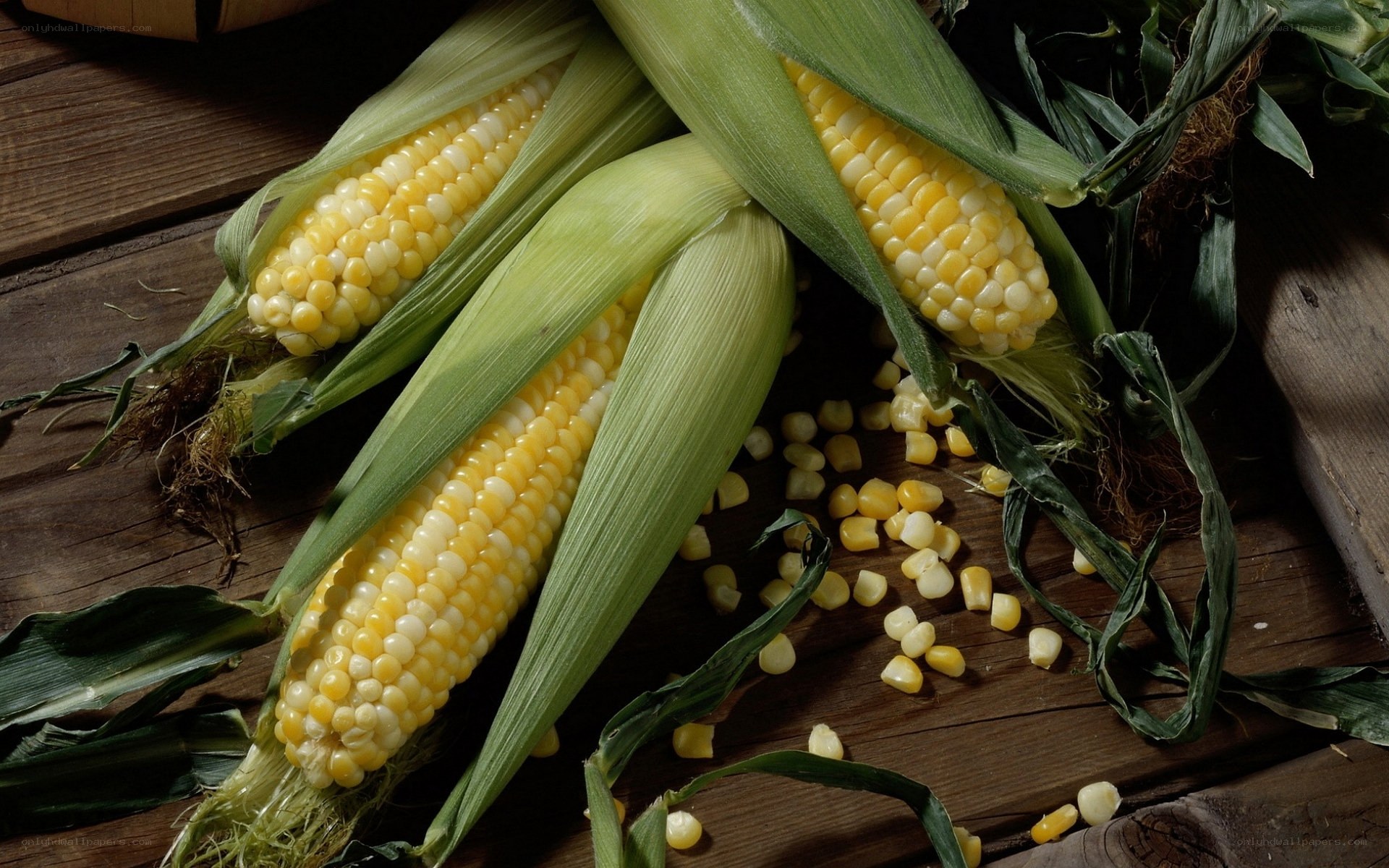 Fresh corn on the cob