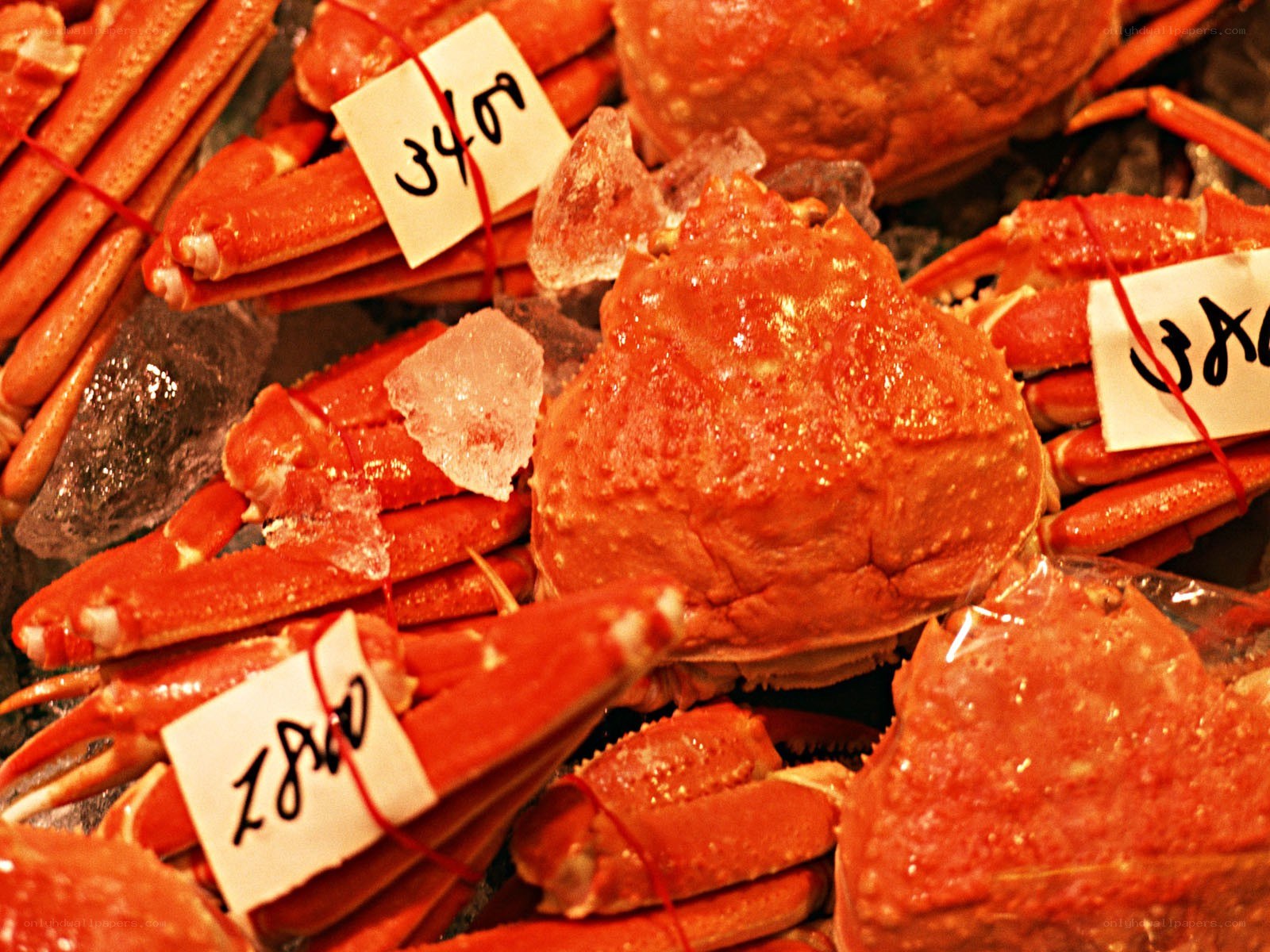 Fresh crab legs on ice