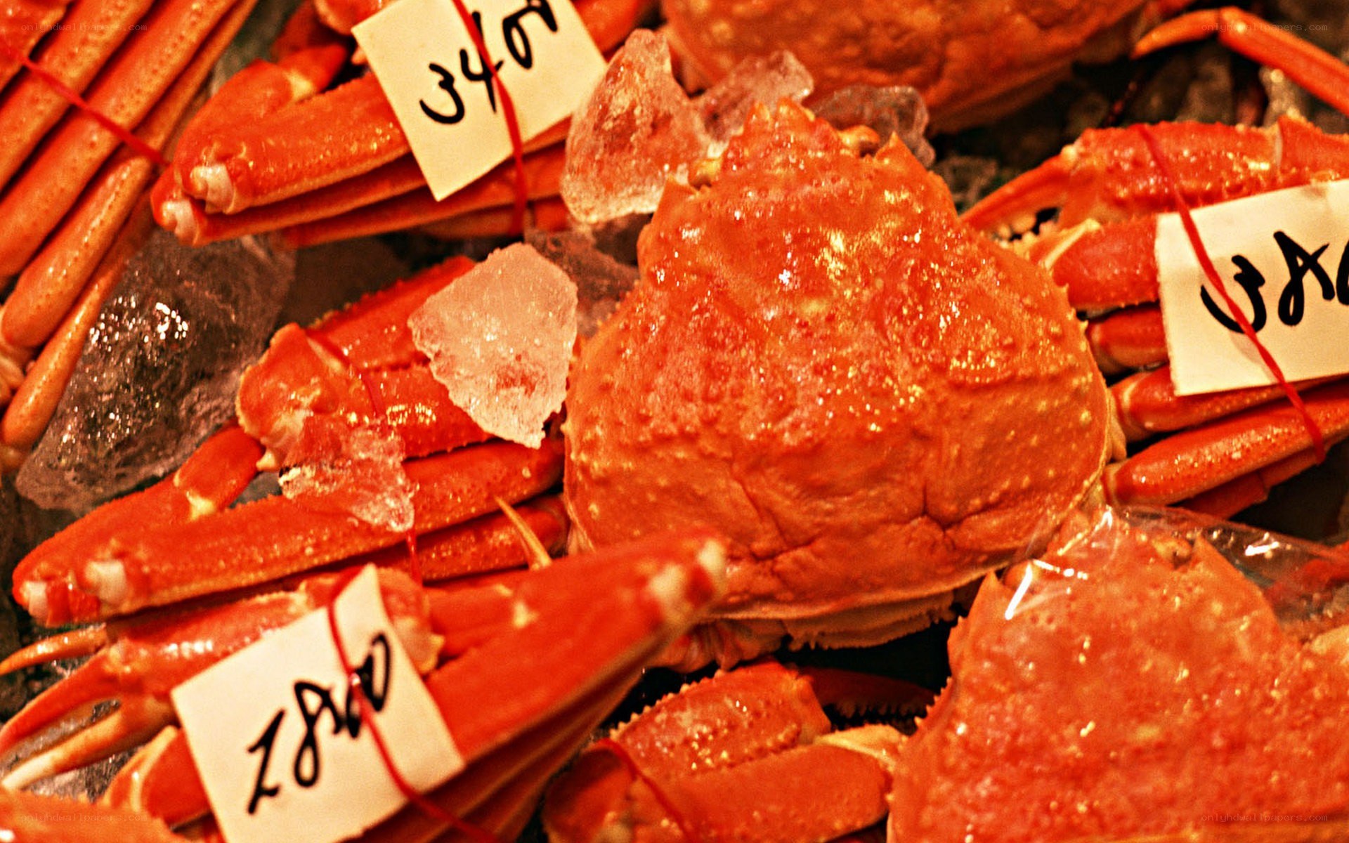 Fresh crab legs on ice